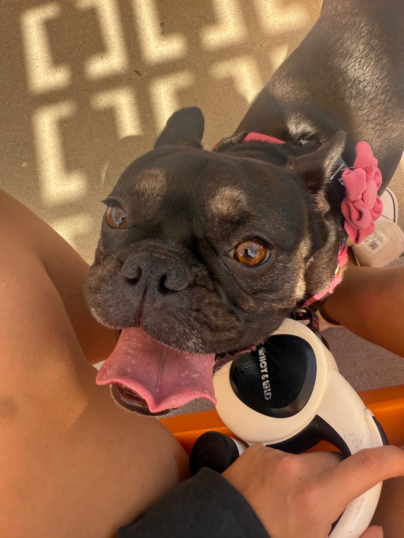 upload 1765836726684