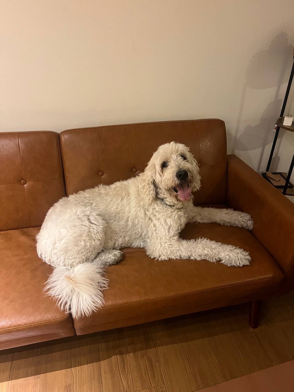 upload 1765836833731